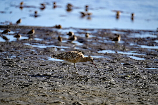 Long-billed curlew and lesser sandpipers are forging on  Moss Landing bay.