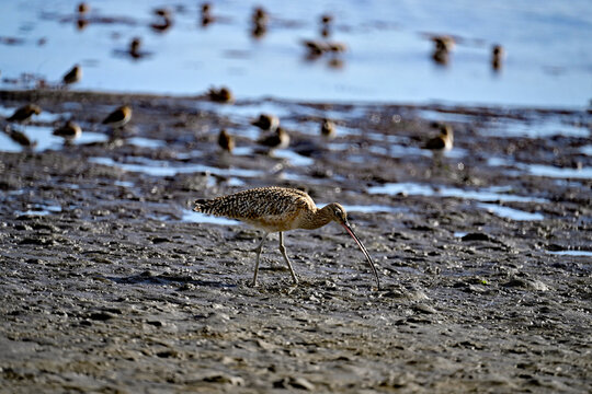 Long-billed curlew and lesser sandpipers are forging on  Moss Landing bay.