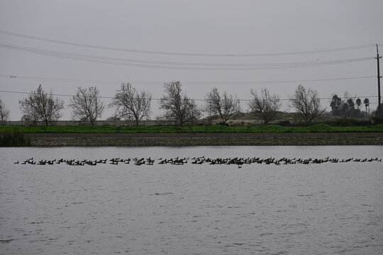 A flock of cormorants swimming by forming a long queue on a lake.