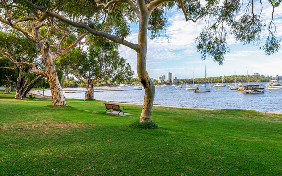 Eucalypt trees and park bench on grassy lawn overlooking Swan River with boats, Perth, Australia, 2 February 2022