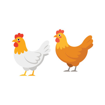 Chicken hens illustration, farmhouse poultry trio, county fair poster, food festival branding, market promotion, spring farm day, vector clipart set