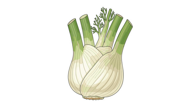 Detailed hand drawn illustration of a fresh organic fennel bulb with green stalks and feathery leaves on a white background.