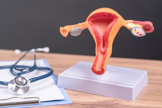 the model of the female uterus is on the doctor's table, the gynecologist shows the structure and features of the female internal organs on the model of the female uterus. High quality photo