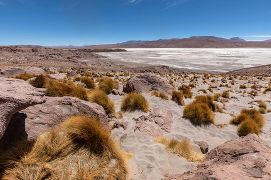 Golden Ichu Grass Tufts and Red Rocks Overlooking White Salt Laguna Capina with Mountain Range on Horizon, Bolivia. Eduardo Avaroa Andean Fauna National Reserve