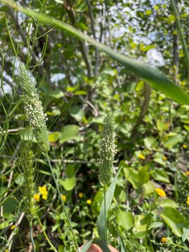Phalaris paradoxa,  annual grass or Canary Grass
