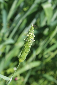 Phalaris paradoxa,  annual grass or Canary Grass