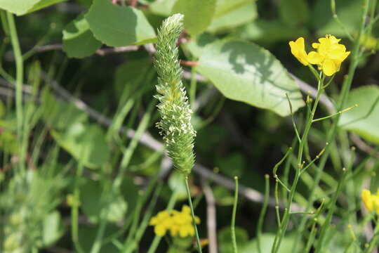 Phalaris paradoxa,  annual grass or Canary Grass