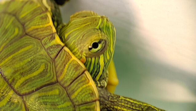 Macro close up of a turtle peeking out from its green shell