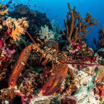 lobsters on coral reefs