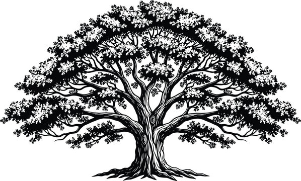 Detailed black and white oak tree vector illustration with wide branches and lush foliage for nature environment or genealogy concept