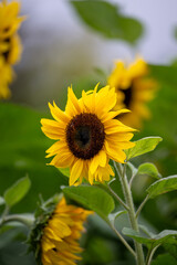 Fototapeta premium Sunflowers in Garden Close Up with Green Background, Natural Floral Scene