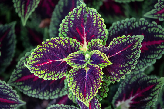 Colorful coleus leaves with green and purple patterns close up