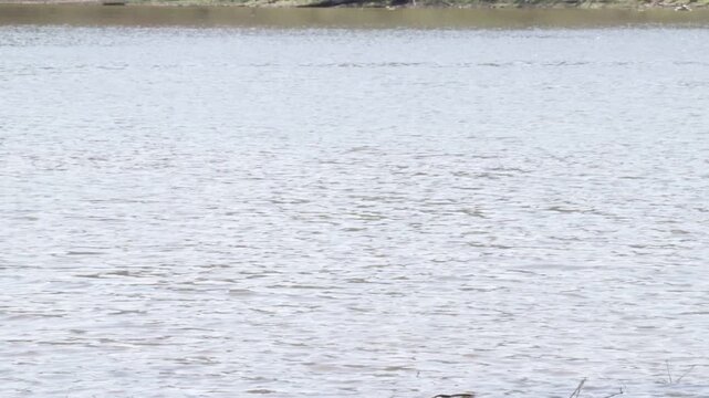 Fish jumps out of the water and flops back in