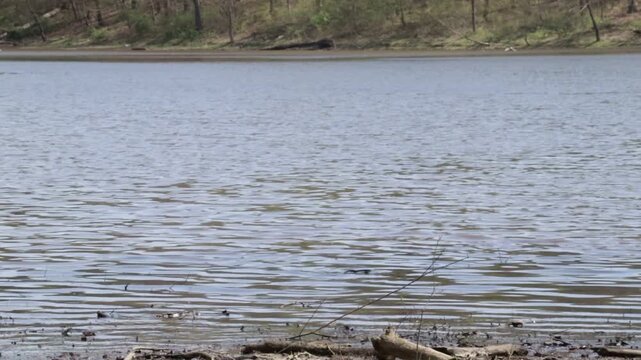 2 fishes leap out of the water at lake and flop back in the water within moments of each other