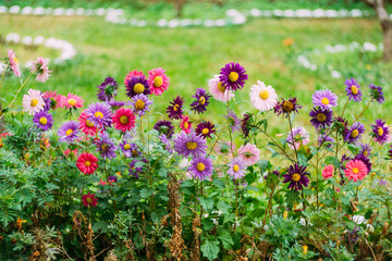 Obraz premium Illuminated dahlia displays surrounded by animated wildlife and spirited environment