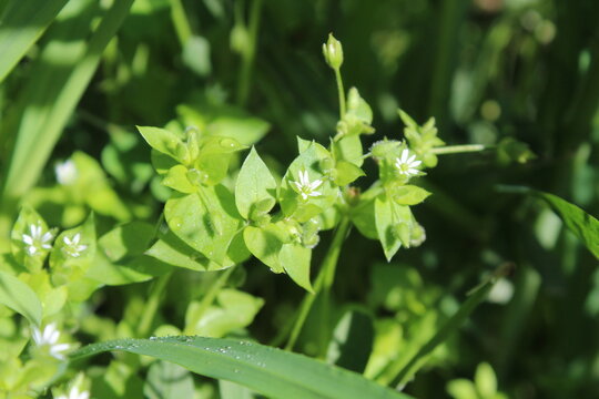 Stellria Media or the Common Chickweed greean plant and white flowers