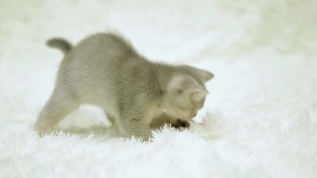 Cute gray kitten playing with red toy on white fluffy carpet indoors