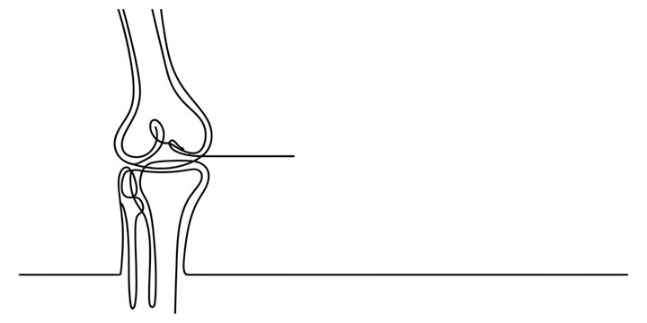 Minimalist continuous line drawing of a human knee joint showing anatomy of the lower leg bones