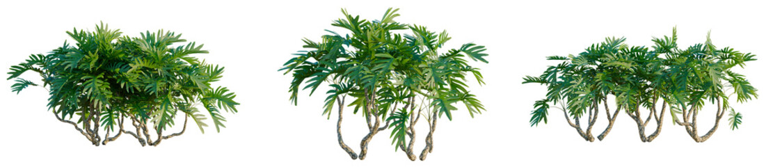 Philodendron xanadu tree, elevation, front view, cutout, transparent background, isolate, Detailed view of lush tropical foliage, vibrant green leaves, nature close-up, botanical study, vibrant colors © DH Tree Stock