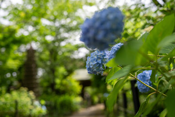 Fototapeta premium Beautiful blooming hydrangeas with water droplets in a rainy garden