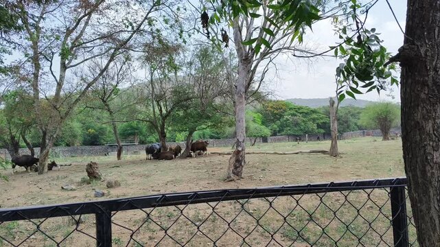 Gaur and Calf Standing in Zoo Forest Enclosure