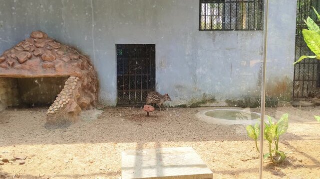Indian Spotted Chevrotain Moving Across Zoo Enclosure Ground