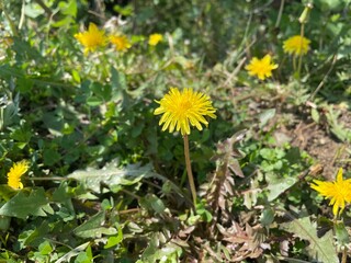 Common Dandelion, Leontodon tuberosus,Hawkbit or Taraxacum erythrospermum yellow flowers © Najeeb Ullah