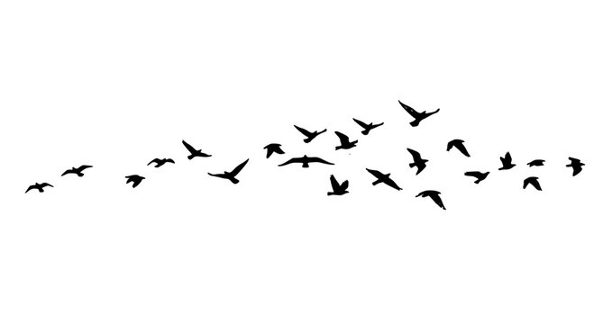 Minimalist ink flock of birds flying line vector grunge brush hand drawn sketch illustration isolated on white background