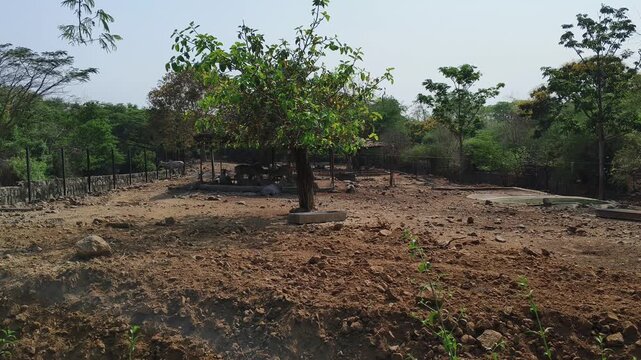 Nilgai Antelope Walking in Dry Rural Landscape Under Sunlight