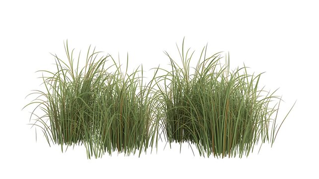 grass isolated on white background