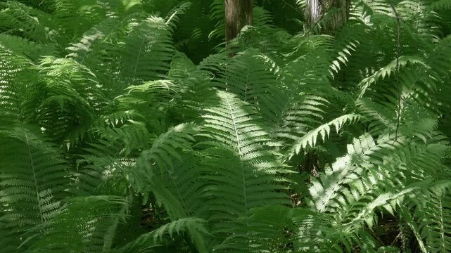 Southern Urals in summer: thickets of ferns on the banks of the Yuryuzan mountain river.