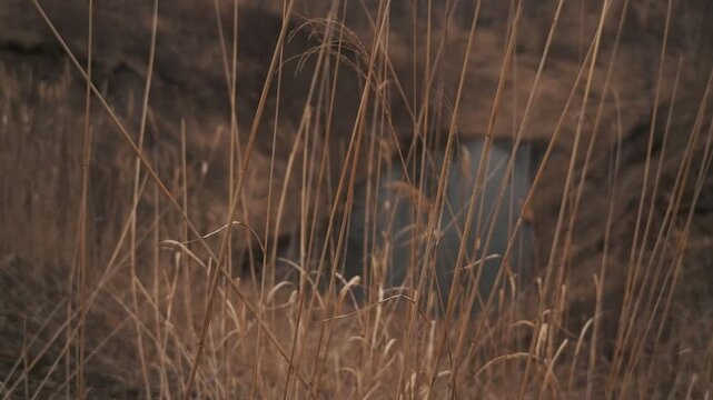 枯草の中の静かな沼