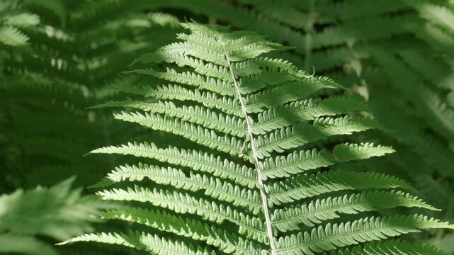 Southern Urals in summer: thickets of ferns on the banks of the Yuryuzan mountain river.