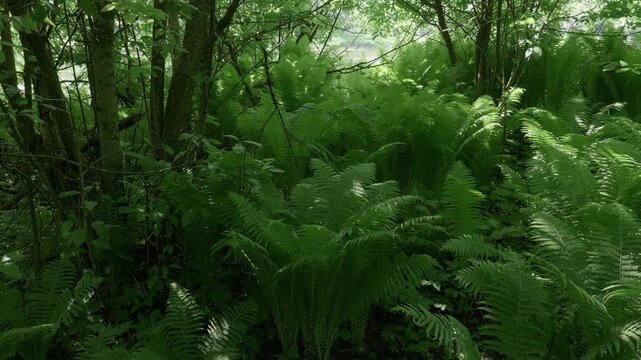 Southern Urals in summer: thickets of ferns on the banks of the Yuryuzan mountain river.