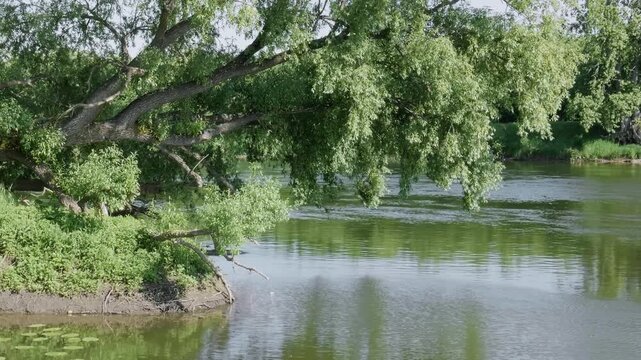 Southern Urals in summer: willow on the banks of the Yuryuzan mountain river.