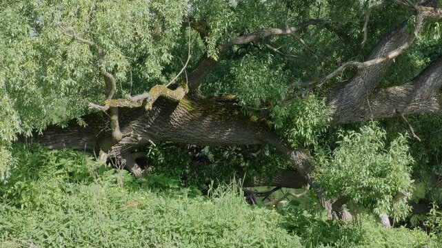 Southern Urals in summer: willow on the banks of the Yuryuzan mountain river.
