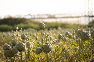 Artichoke field at sunset with fresh green plants growing in agriculture landscape © Jordi