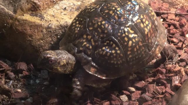 Closeup of Eastern Box Turtle Walking Slowly. 4K  Terrapene carolina carolina