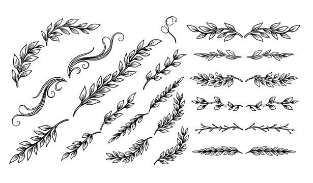 Decorative hand drawn floral laurel divider set wedding borders branches ornament vector illustration