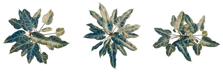 Alocasia x mortfontanensis tree plan, top view, cutout, transparent background, isolate, Elegant Philodendron Birkin Plant Leaves Close-Up for Botanical Design and Nature Themes © KP Stock