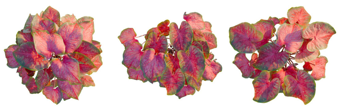Caladium red Flash tree plan, top view, cutout, transparent background, isolate, Vibrant Red Caladium Leaves Close-Up - Tropical Foliage for Design and Botanical Art