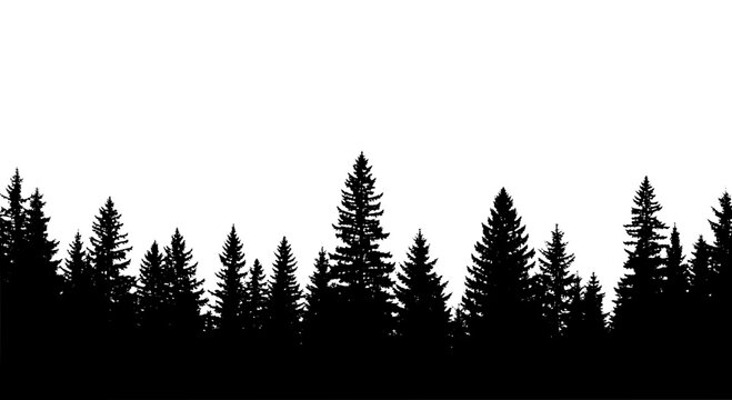 Trees silhouette with pine forest landscape in black featuring tree, nature, scenery with dark and treescape elements for fir, conifer projects,