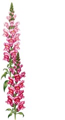 Obraz premium Pink snapdragon flower stem with green leaves on white background mother's day background wallpaper poster banner download 2026 2027