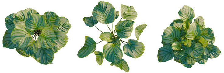 Calathea orbifolia tree plan, top view, cutout, transparent background, isolate, Philodendron Birkin Plant Leaf Close Up - Detailed Botanical Texture for Nature Backgrounds © KP Stock