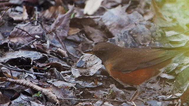 落ち葉の下から見つけたミミズを食べるアカハラ
