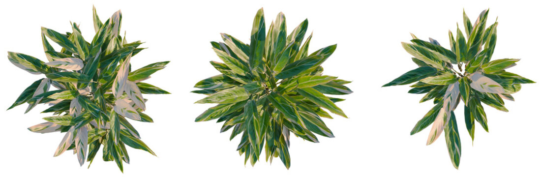 Calathea stromanthe Triostar tree plan, top view, cutout, transparent background, isolate, Elegant Ficus Audrey Plant in a White Pot, Close-Up, Natural Light, Home Decor, Botanical