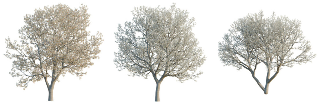 Pyrus calleryana tree, elevation, front view, cutout, transparent background, isolate, Detailed Close-Up of a Branch with Delicate Foliage, Ideal for Natural Textures and Botanical Illustration.
