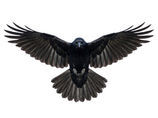 Fototapeta premium Majestic black raven flying isolated PNG on transparent background, dark bird with outstretched wings for Halloween and gothic themes