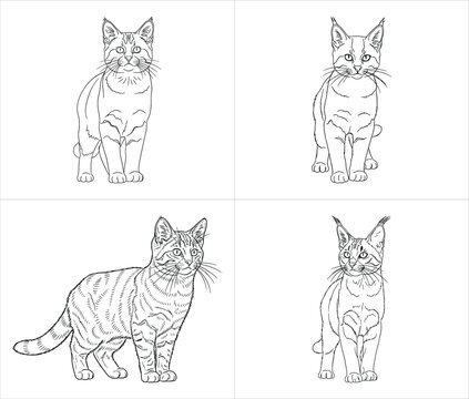 wild exotic cat collection featuring lynx caracal and serval in elegant standing poses for nature and pet lovers lineart clipart design vector illustration artwork
