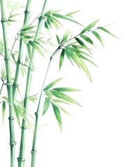 Fototapeta premium Watercolor Painting of Bamboo